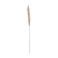 Capim dos pampas pluma