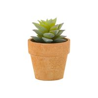 Suculenta sedum miniarranjo da terra