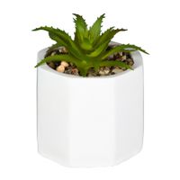 MINI ARRANJO SUCULENTA KALANCHOE