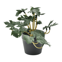 Arranjo mini monstera
