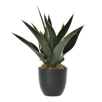 Arranjo aloe babosa