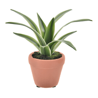 Arranjo folha de orquídea da terra