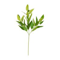 Folhagem eucalipto acetari