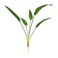 Folhagem thalia parco