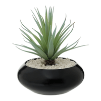 Arranjo aloe vera
