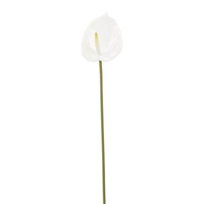 FLOR ANTHURIUM COPO DE LEITE