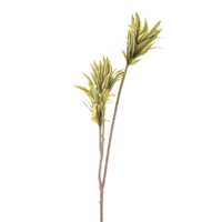 Folhagem clorofito